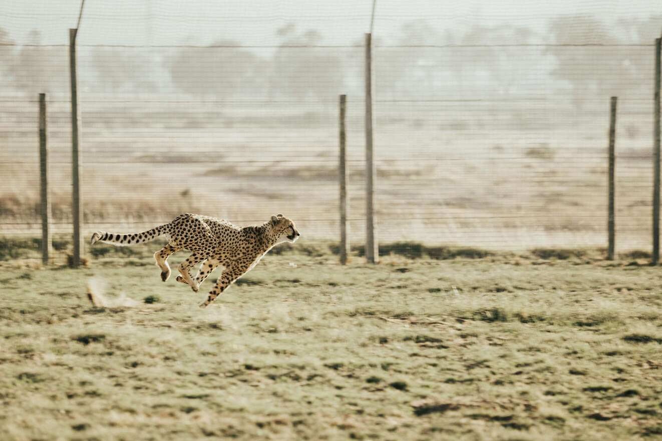 How Fast Loading Speeds Can Increase Your Vet Clinic’s Clients