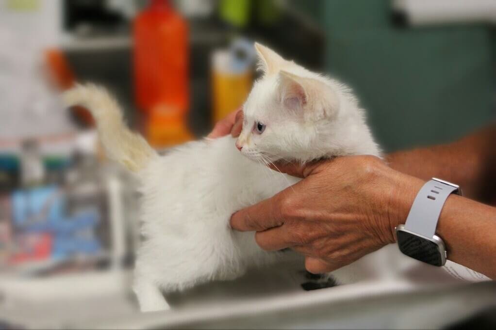 Why Your Veterinary Website Needs an Online Appointment System